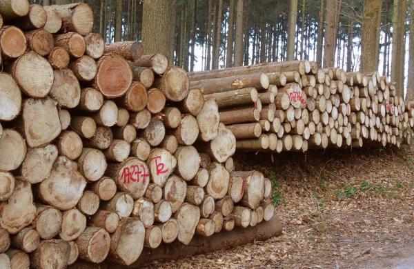 Lesy ČR: Prodej dříví veřejnosti je obnovený a výhodnější, nejvýhodnější je nákup smrkového dřeva